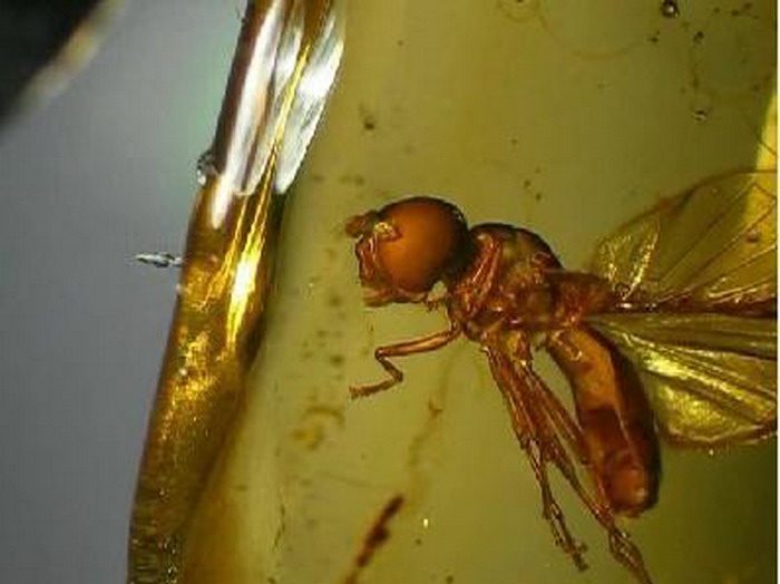 insect in a baltic amber